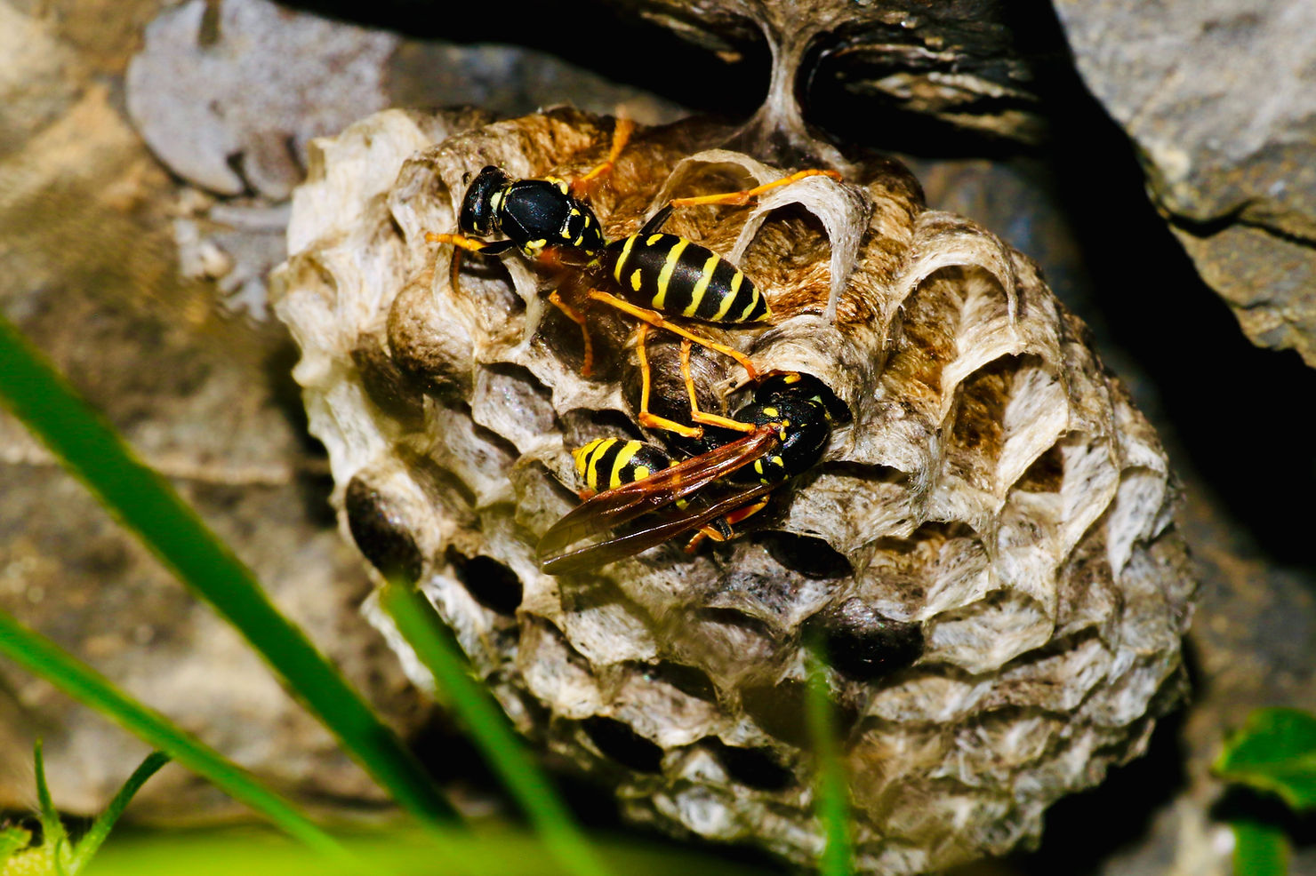 neighbour has a wasp nest