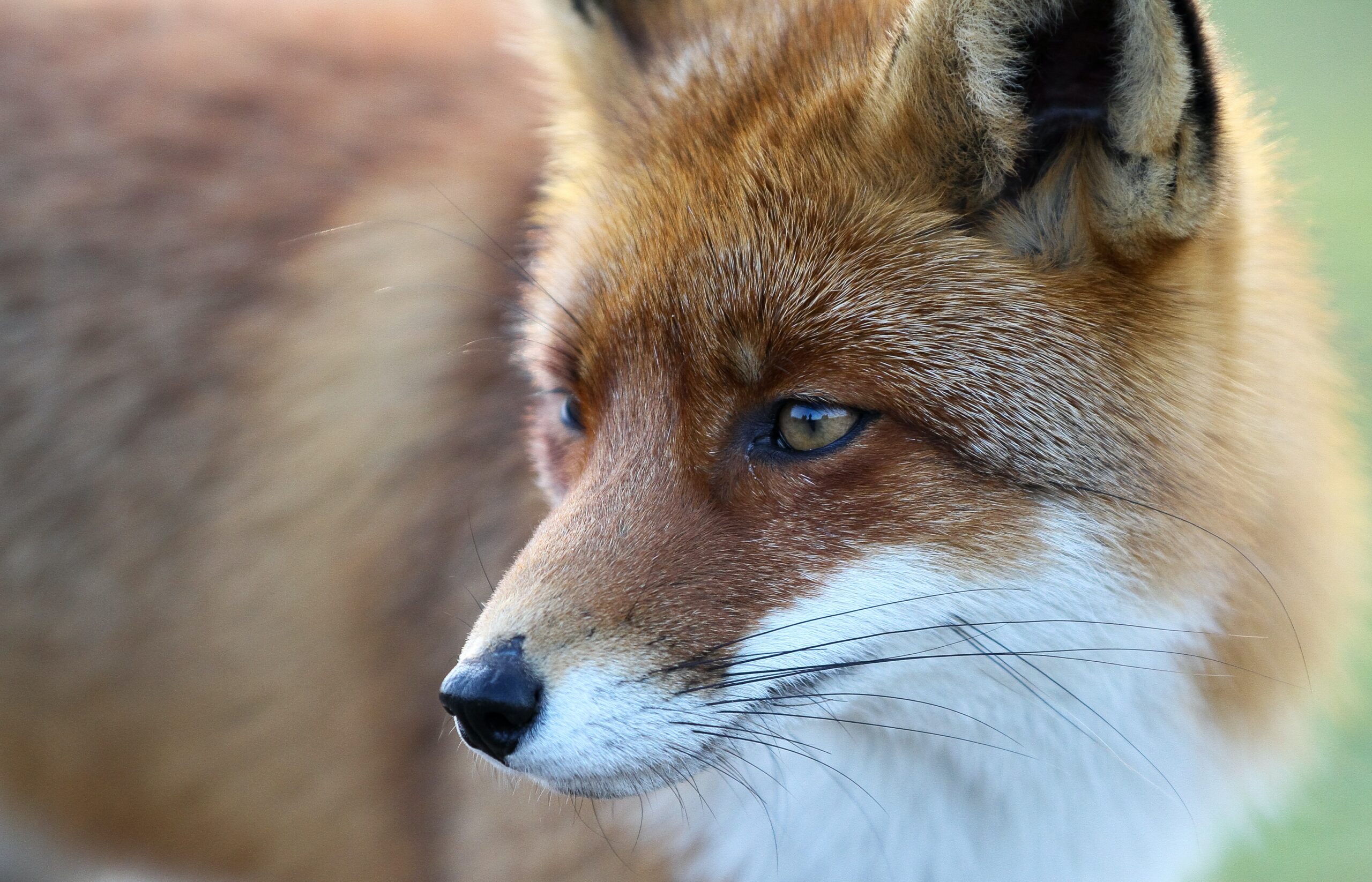 Sample Template letter - neighbour feeding foxes