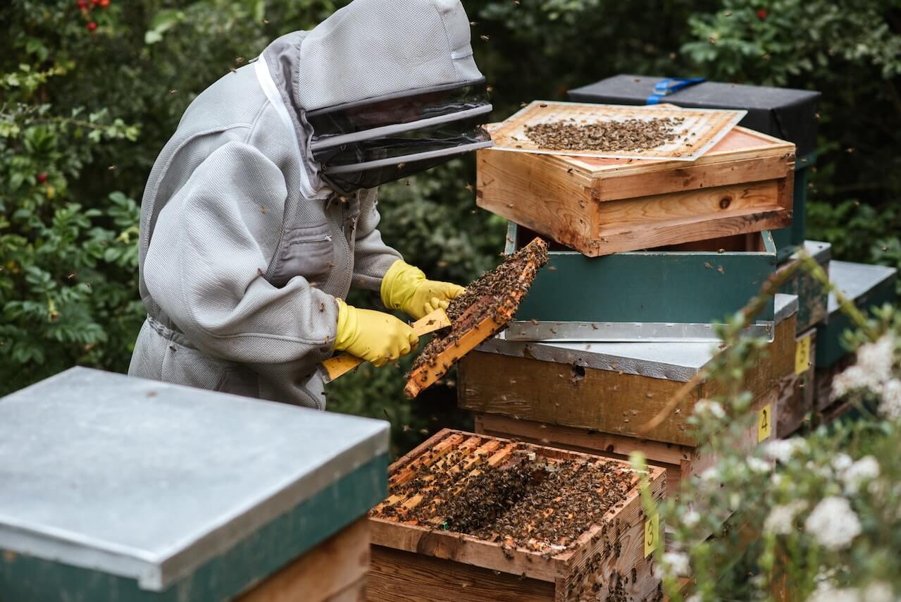 Bees and Your Neighbours and The Law UK
