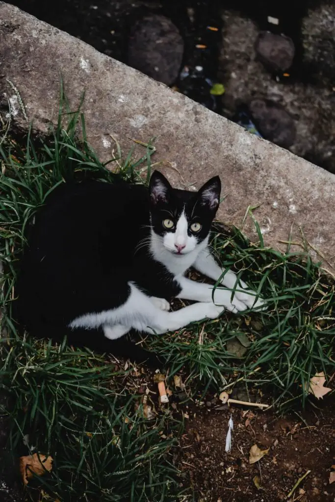 Can I Throw Neighbours Cat Poo Back