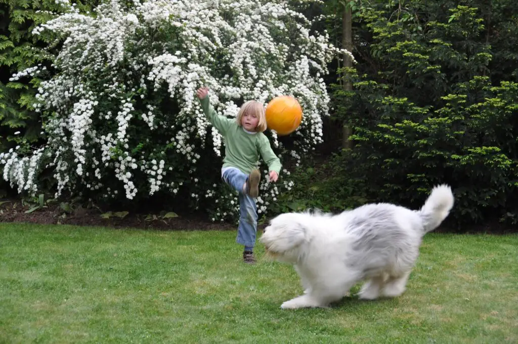 Football in garden law