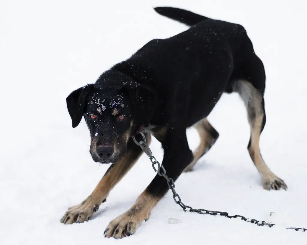 Neighbours aggressive dog uk