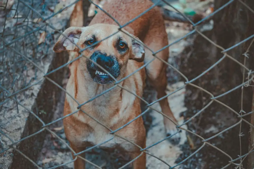 Neighbours aggressive dog uk