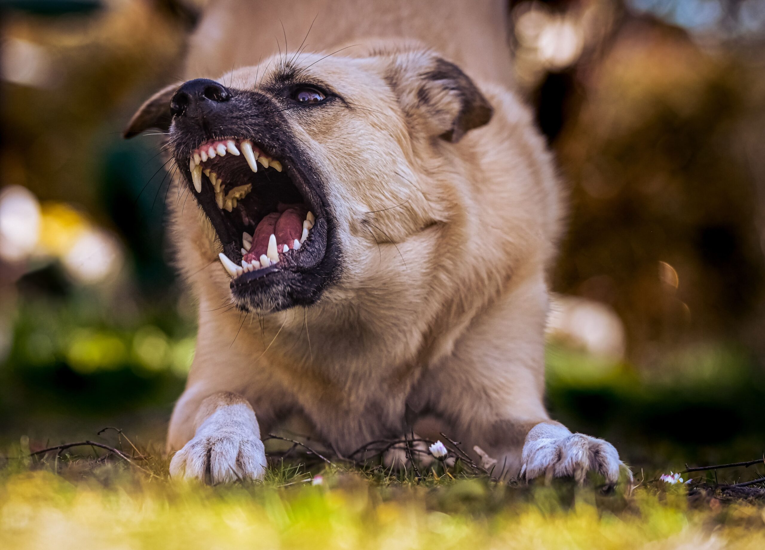 Neighbours aggressive dog UK