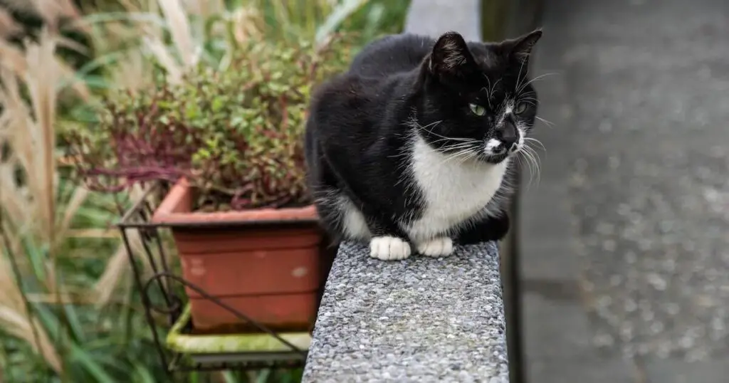 My neighbours cat keeps coming into my house