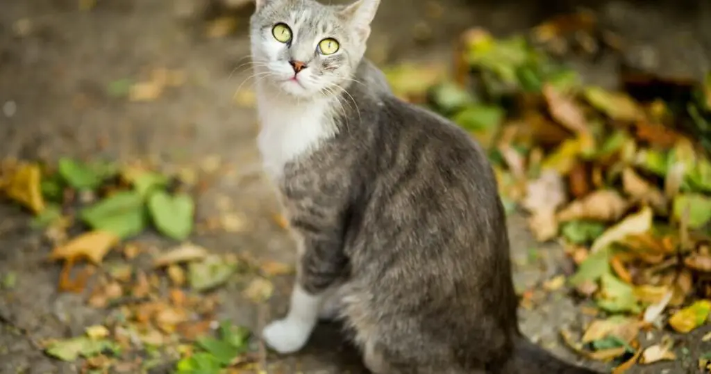 Neighbours cat pooping in my garden uk law