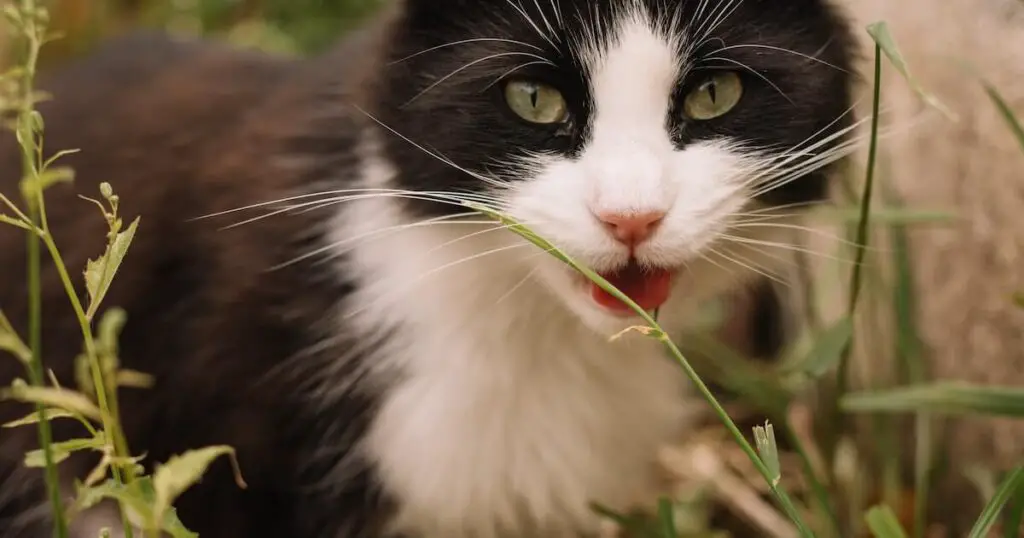 Neighbours cat pooping in my garden uk law