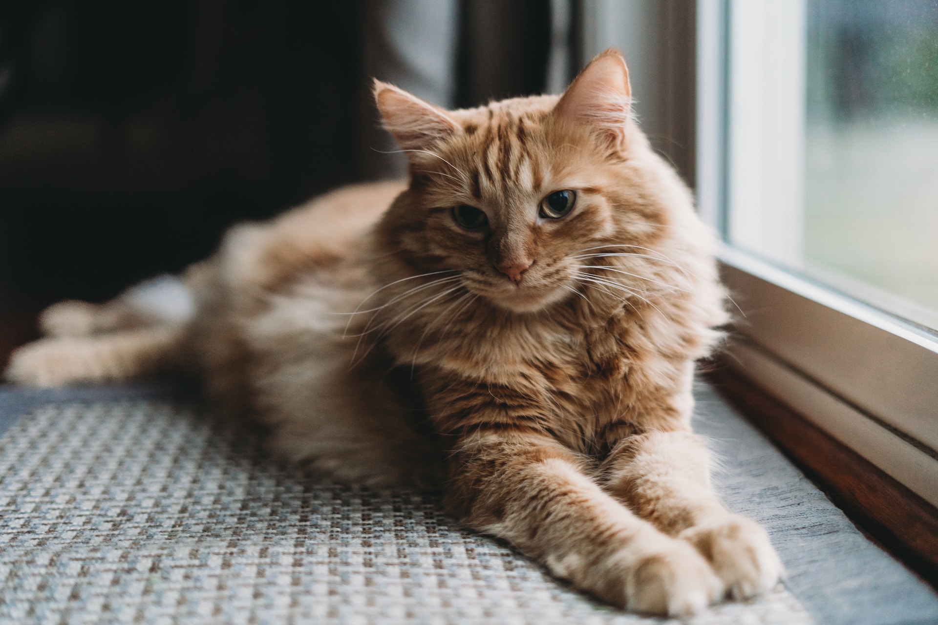 Neighbour's cat keeps coming in my house